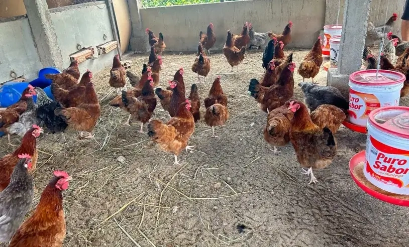 Faturamento em alta: ALI Rural contribui para avanço dos empreendimentos do campo
