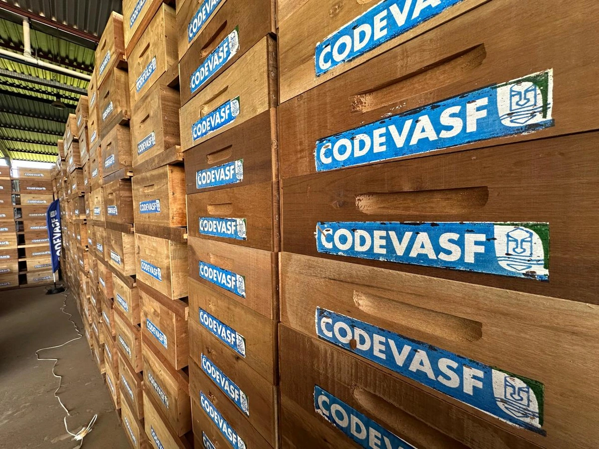 Maior entrega de colmeias do Piauí deve gerar aporte de 500 toneladas/ano de mel