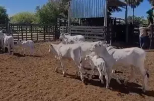 Mais Genética é lançado em Simplício Mendes com foco em inovação no campo (Foto: Reprodução/Instagram)