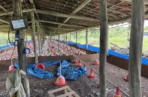MPT obtém liminar em ação contra granja por colocar trabalhadores em risco no PI (Foto: Reprodução)