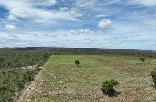 PI: operação da Semarh aplica multas milionárias contra desmatamento ilegal no sul (Foto: Reprodução)
