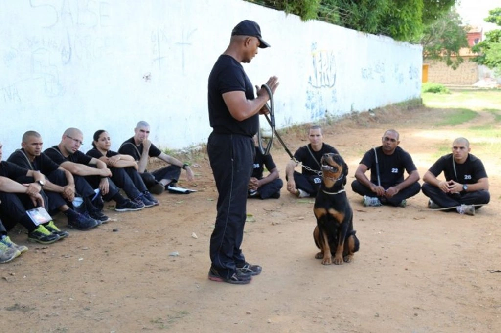 PM-PI abre inscrições para treinamento para atuação com cães policiais