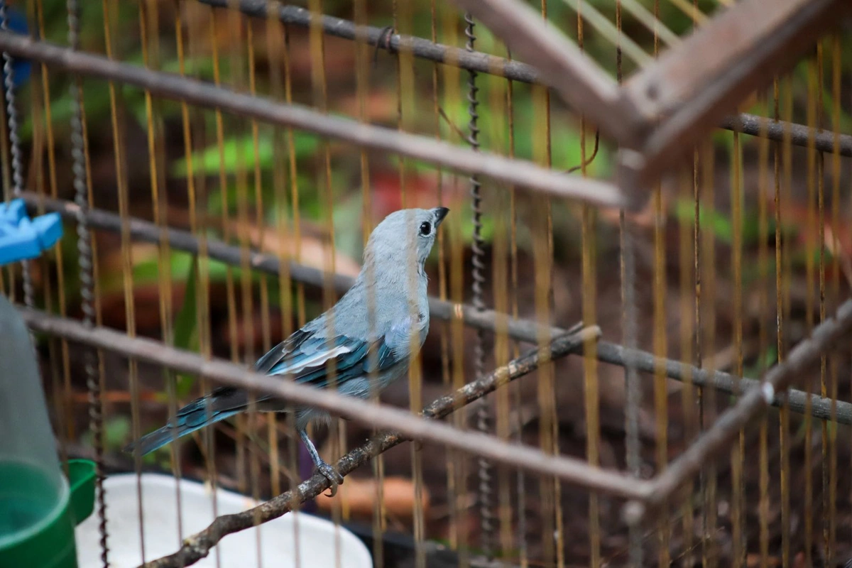 Prefeitura de Timon realiza soltura de aves silvestres no Sítio Tamboril