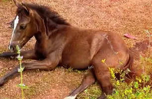 Reunião em José de Freitas reforça Operação contra criação irregular de animais soltos (Foto: Reprodução)