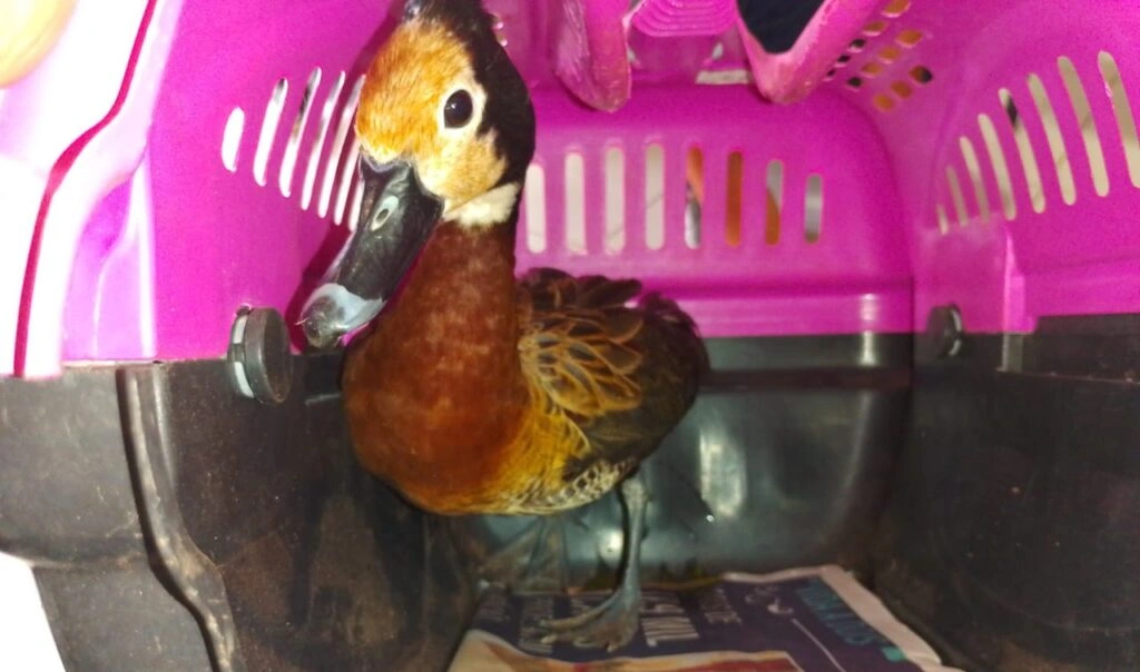 Secretaria de Meio Ambiente acolhe e recupera animais silvestres resgatados no PI