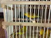 Secretaria de Meio Ambiente acolhe e recupera animais silvestres resgatados no PI