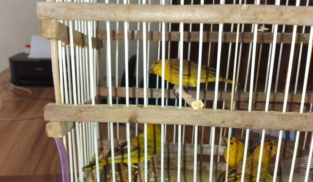 Secretaria de Meio Ambiente acolhe e recupera animais silvestres resgatados no PI