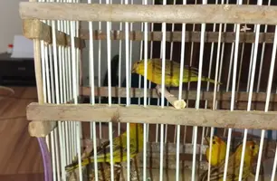 Secretaria de Meio Ambiente acolhe e recupera animais silvestres resgatados no PI (Foto: Reprodução)