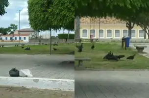 Urubus e lixo tomam conta da Praça das Vitórias no Dia das Mães em Oeiras (Foto: Reprodução)