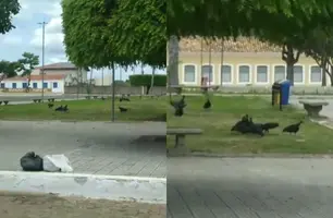 Urubus e lixo tomam conta da Praça das Vitórias no Dia das Mães em Oeiras (Foto: Reprodução)
