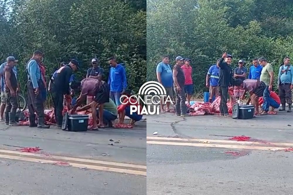 Vaca morre atropelada na estrada de Altos e carne é saqueada por populares