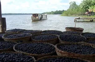 Açaí (Foto: Emater/Agência Pará)