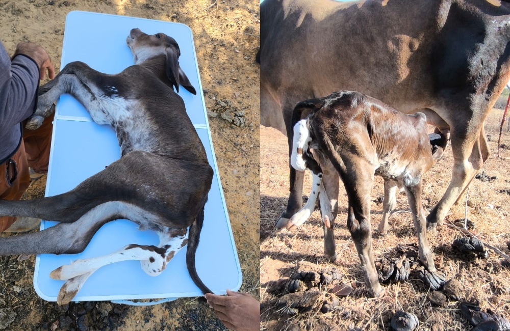 Bezerro nasce com seis patas e sem ânus em comunidade rural de Jaicós
