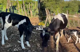 Bezerros nascem em Alagoinha e anunciam novo tempo pro rebanho do Piauí (Foto: Reprodução)
