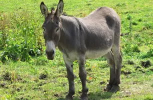 Brasil perdeu 94% dos jumentos em 30 anos e enfrenta risco de extinção da espécie (Foto: Reprodução/Canva)