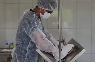 Castrações gratuitas têm início em José de Freitas em parceria com o IFPI (Foto: Reprodução)