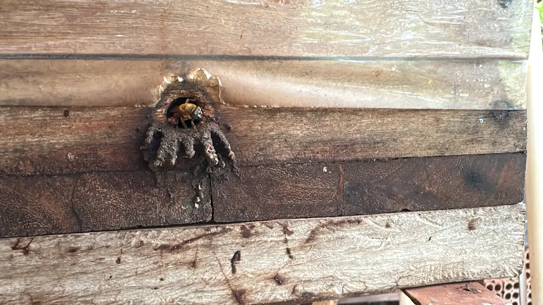 Com sabor e trabalho coletivo, mel do Piauí é um dos melhores do Brasil