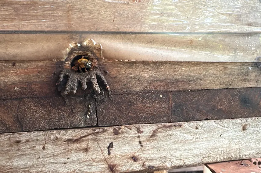 Com sabor e trabalho coletivo, mel do Piauí é um dos melhores do Brasil