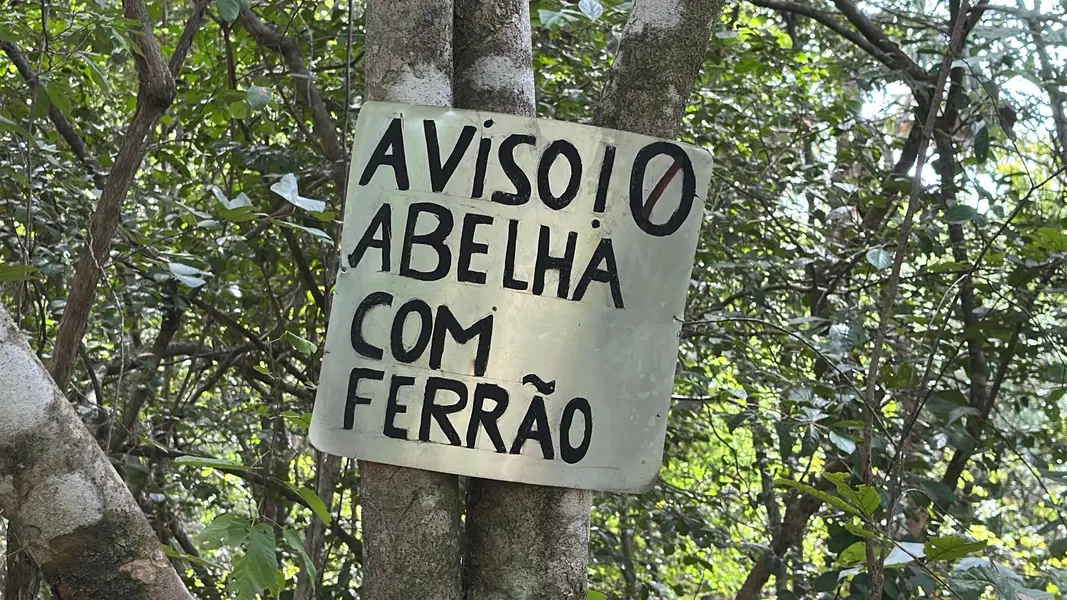 Com sabor e trabalho coletivo, mel do Piauí é um dos melhores do Brasil