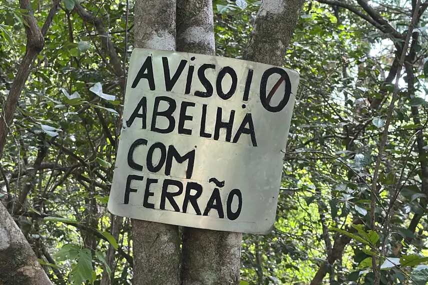 Com sabor e trabalho coletivo, mel do Piauí é um dos melhores do Brasil