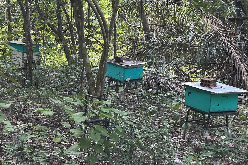 Com sabor e trabalho coletivo, mel do Piauí é um dos melhores do Brasil