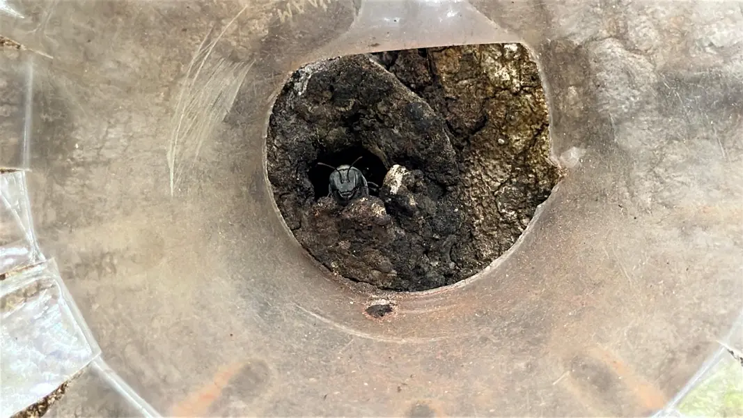 Com sabor e trabalho coletivo, mel do Piauí é um dos melhores do Brasil