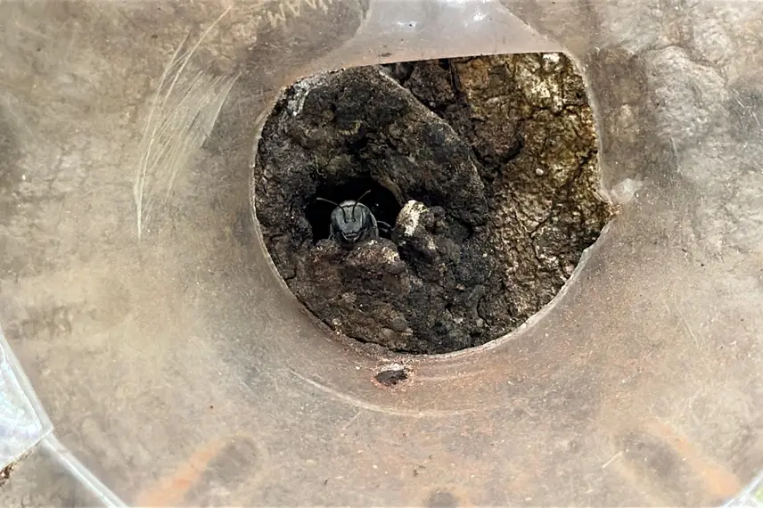 Com sabor e trabalho coletivo, mel do Piauí é um dos melhores do Brasil