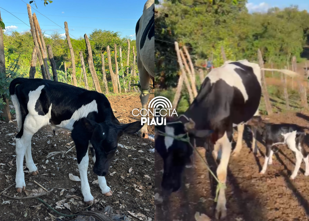 Nascimentos dos primeiros animais do programa Piauí mais Genética