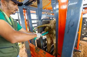 Piauí Mais Genética (Foto: Tavynho Neto)