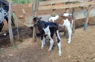 Piauí registra nascimento dos primeiros bezerros do programa ‘Piauí Mais Genética’ (Foto: Conecta Piauí)