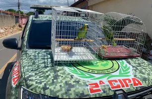 PM apreende dois papagaios mantidos ilegalmente em residência em Parnaíba (Foto: SSP-PI)