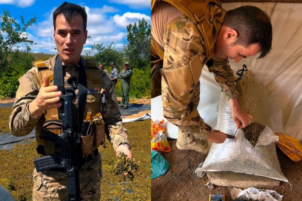 Polícia desmonta grande plantação de maconha na divisa entre Piauí e Pernambuco