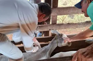 Vacinação contra a brucelose é realizada pela Adapi em Campo Maior (Foto: Ascom Sada)