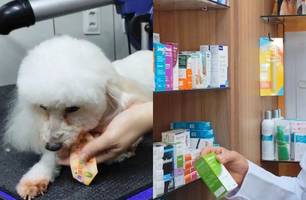 Vacinação em pets é essencial para prevenir doenças em cães e gatos, diz veterinário (Foto: Conecta Piauí) Vacinação em pets é essencial para prevenir doenças em cães e gatos, diz veterinário (Foto: Conecta Piauí)