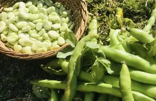 Assembleia Legislativa reconhece Tanque do Piauí como a capital da Fava no estado (Foto: Reprodução)