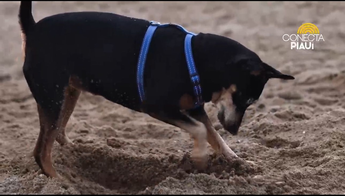 Brincar na areia com pets é saudável, mas requer cuidados para evitar doenças
