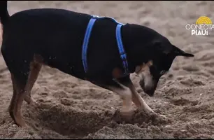 Brincar na areia com pets é saudável, mas requer cuidados para evitar doenças (Foto: Conecta Piauí)