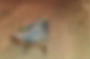 Corpo de ex-presidiário é encontrado na zona rural de Francisco Macedo (Foto: Reprodução)