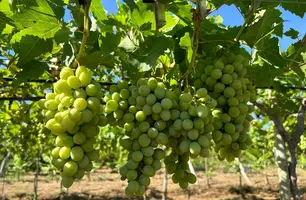 Embrapa promove Circuito da Uva em três municípios do Piauí (Foto: Reprodução)