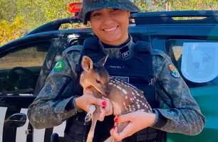 Filhote de veado resgatado por policial ambiental no Ceará encanta a web (Foto: Reprodução/Instagram)