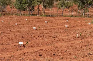 Gel natural do Piauí ajuda a recuperar solo de área mais seca do Brasil (Foto: Reprodução/ ASCOM)