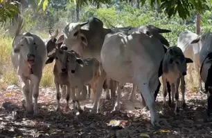 Mais Genética oferece inseminação artificial gratuita em Ribeiro Gonçalves (Foto: Conecta Piauí)