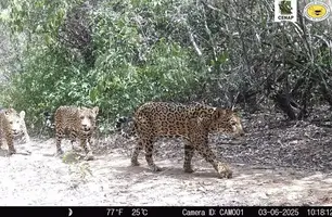 Onças na Serra da Capivara (Foto: ICMBio)