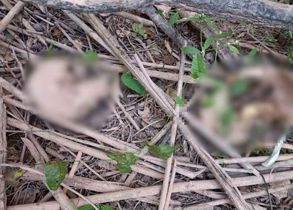 Ossada humana é encontrada em área de mata no Povoado Cerâmica Cil, em Teresina