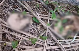 Ossada humana é encontrada em área de mata no Povoado Cerâmica Cil, em Teresina (Foto: Reprodução)