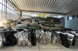 Polícia descobre plantação e apreende mais de 1 tonelada de maconha no Sul do PI (Foto: Conecta Piauí)