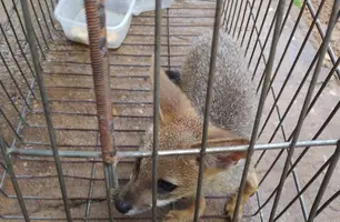 Raposa (Foto: Reprodução)