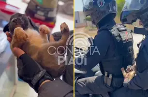 Resgate: filhote de cachorro baleado é salvo por policiais da ROCAM em Picos (Foto: Reprodução/Redes Sociais)