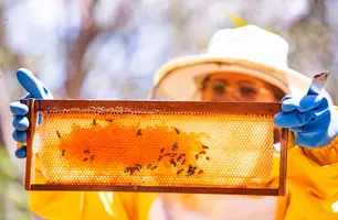 Tarifaço de Trump atinge exportações do mel piauiense (Foto: Reprodução)