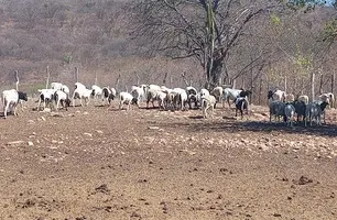Adapi investiga morte de diversos animais no interior do Piauí (Foto: Reprodução)
